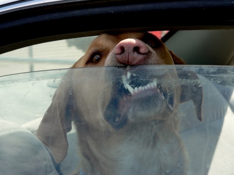 Estacionaminto para perros 13