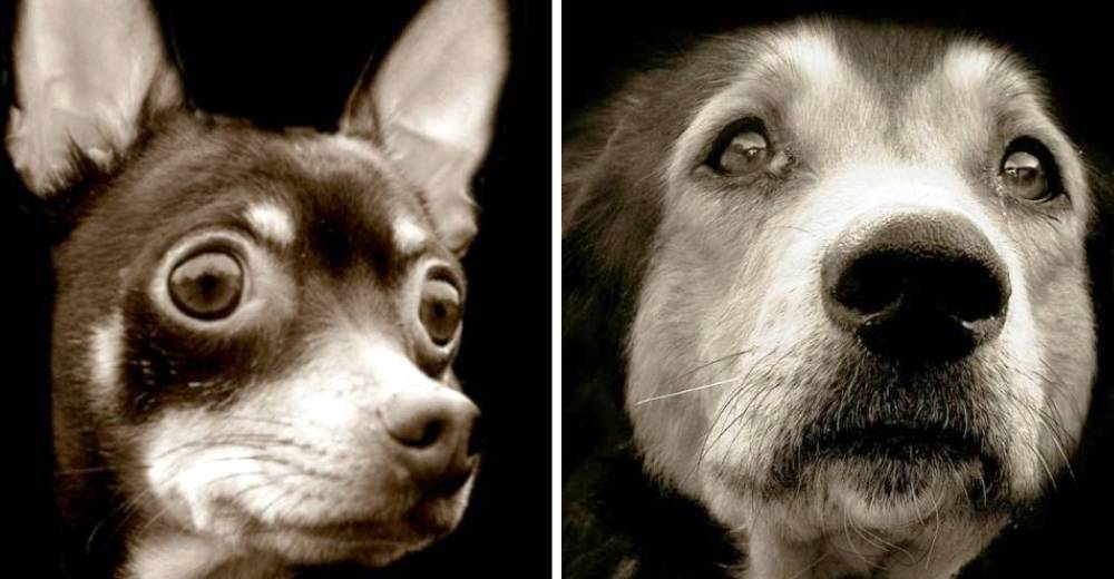 Esta fotógrafa capturó la mirada de muchos perritos que tienen algo en común Esta fotógrafa capturó la mirada de muchos perritos que tienen algo en común