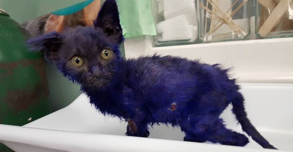 Este gatito pasó una terrible tortura… El pobre fue víctima de corazones despiadados