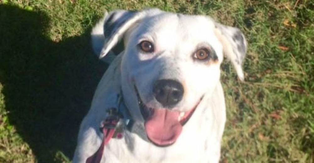 Este hombre abandonó a su perrita en un refugio porque ella lo quería demasiado