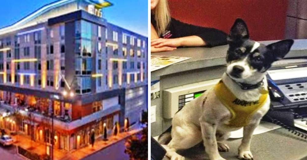 En este fantástico hotel los perros te dan la bienvenida y esperan ser adoptados