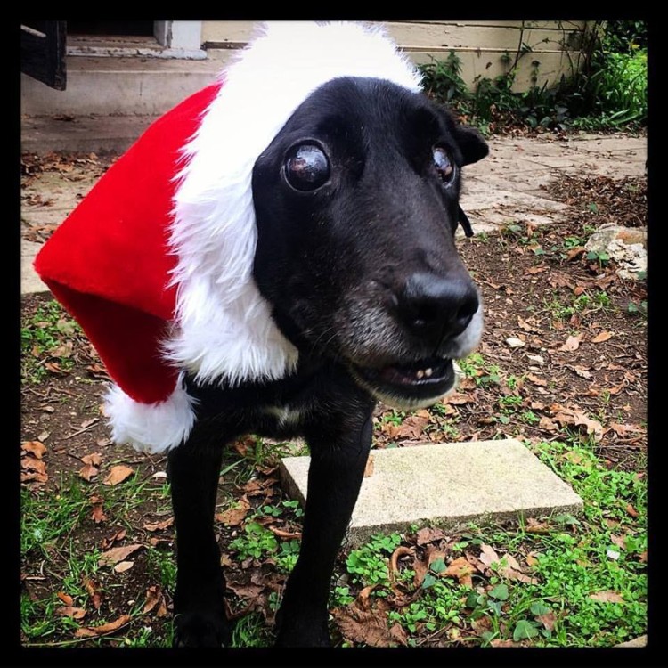 Perro de 14 años abandonado 2