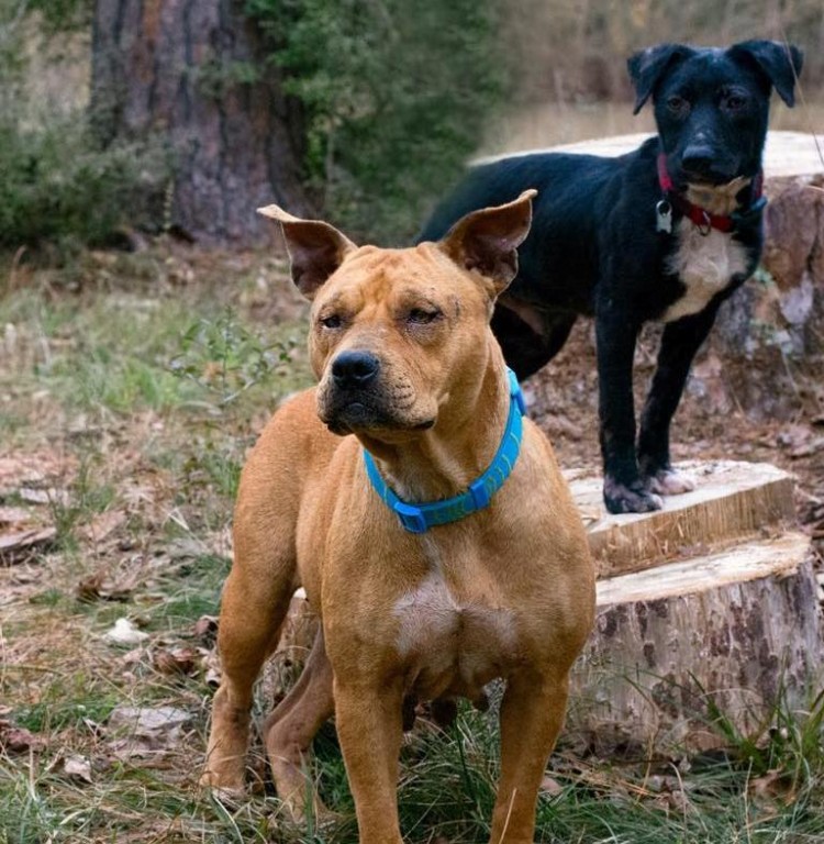 Perros pensaban que estaban solos 9