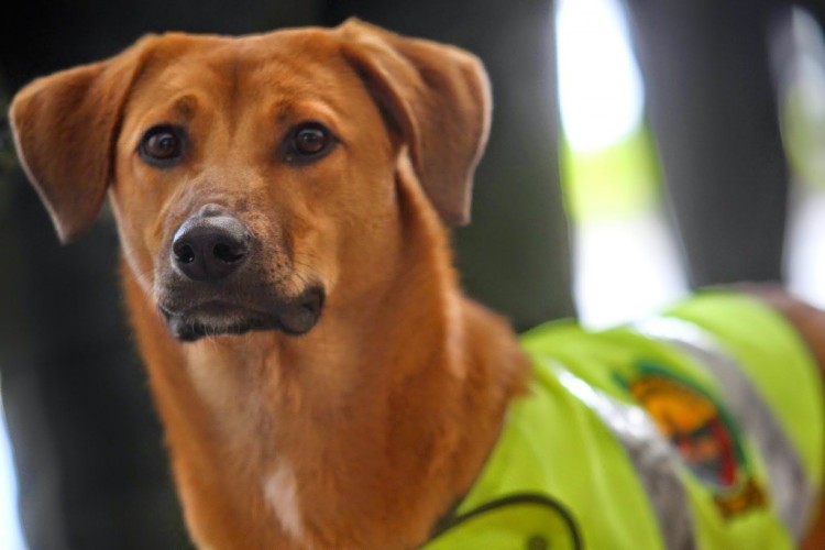 Policia Colombiano rescata a perro 6