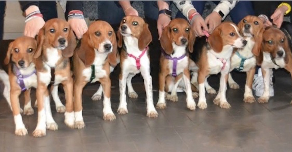 Lo único que estos beagles conocían era el interior de un laboratorio – Ahora son libres