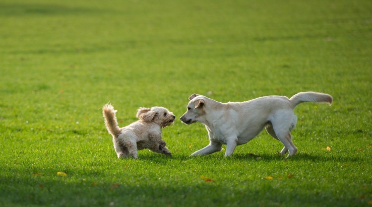 Two dogs play on November 4, 2013 im Alsterpark in Hamburg. AFP PHOTO / DPA/ MAJA HITIJ /GERMANY OUT
