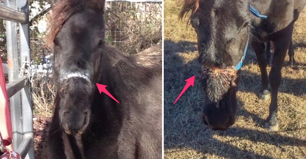Un pobre caballo sufría en silencio el dolor de terribles heridas, pero de pronto todo cambió