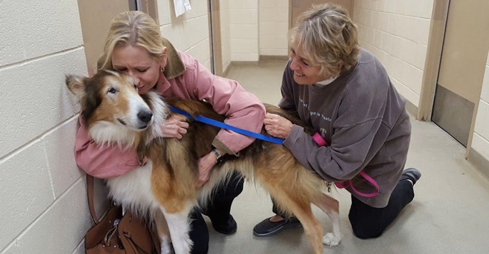 Abandonaron a este Collie anciano en un refugio con una excusa absurda Abandonaron a este Collie anciano en un refugio con una excusa absurda
