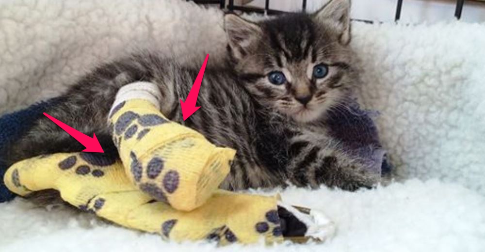 Este gatito tuvo un comienzo muy difícil, pero de pronto todo cambió
