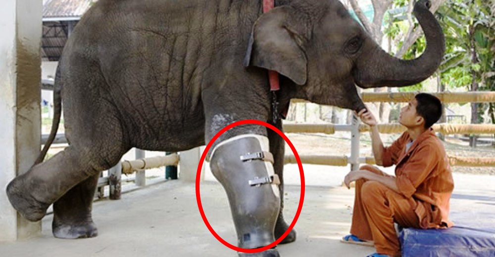 Un elefante perdió una de sus patas en una explosión y sus héroes hicieron algo increíble