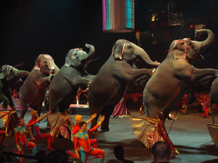 estudian-prohibir-animales-en-circos-en-madrid1