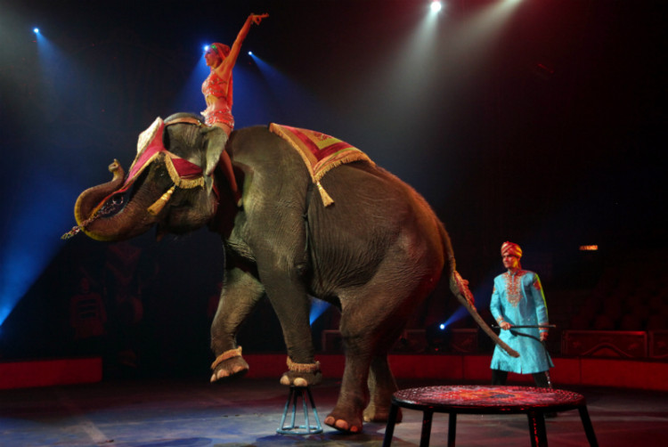 estudian-prohibir-animales-en-circos-en-madrid2