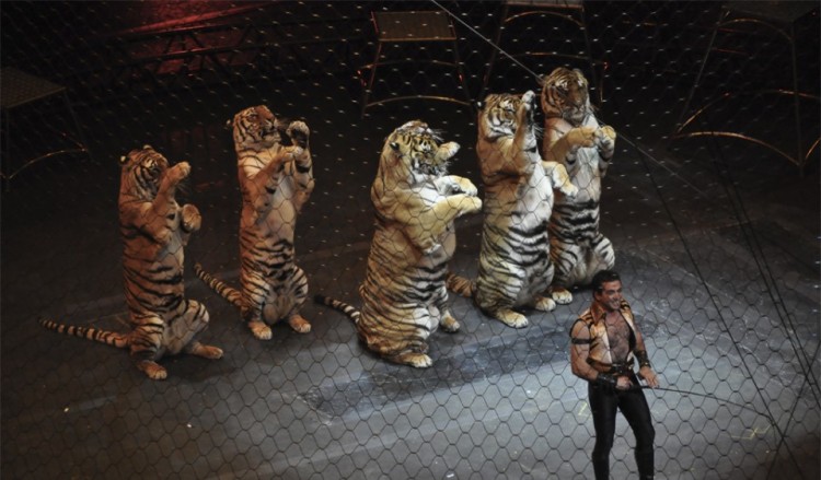 estudian-prohibir-animales-en-circos-en-madrid3