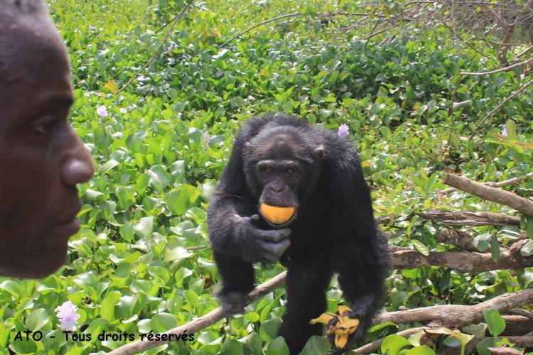 hombre-no-quiere-separarse-de-orangutan10