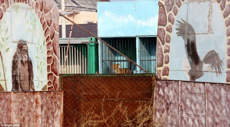 pareja-cuida-a-animales-de-zoo-abandonado1