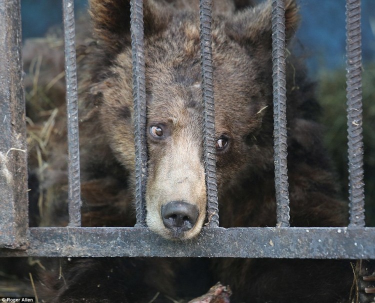 pareja-cuida-a-animales-de-zoo-abandonado10