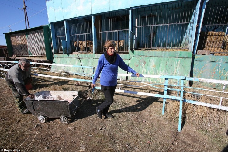 pareja-cuida-a-animales-de-zoo-abandonado3