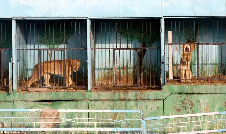 pareja-cuida-a-animales-de-zoo-abandonado7