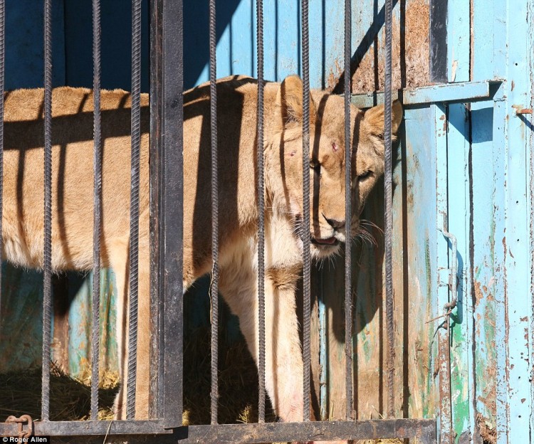 pareja-cuida-a-animales-de-zoo-abandonado9