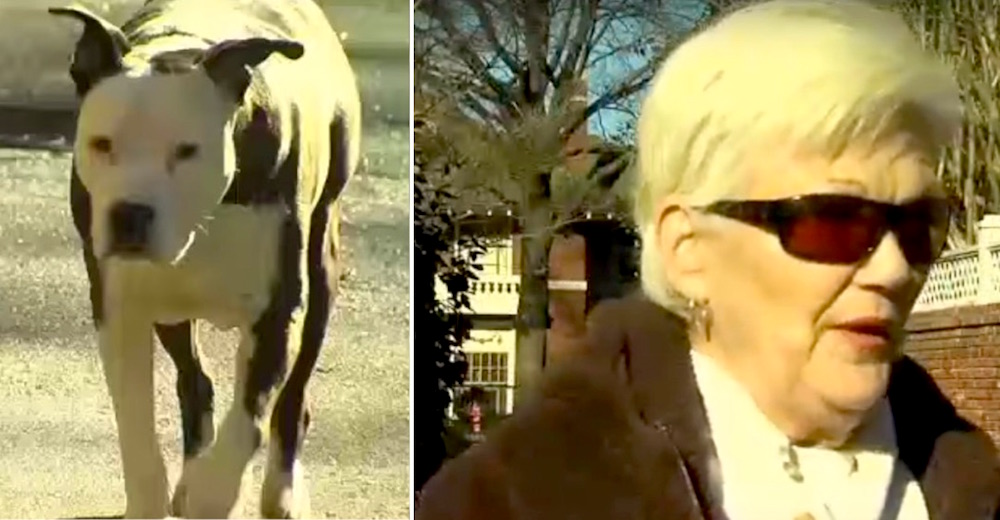 Un Pitbull enfermo de 11 años se convierte en héroe al salvar a una anciana de un asalto
