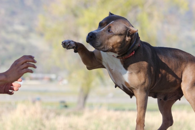 pitbull-usadas-para-fabricar-crias3