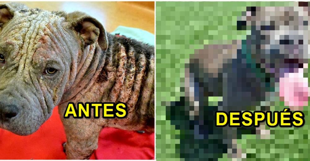 Le tomaron una foto diaria a este perro rescatado – Su cambio fue increíble Le tomaron una foto diaria a este perro rescatado – Su cambio fue increíble