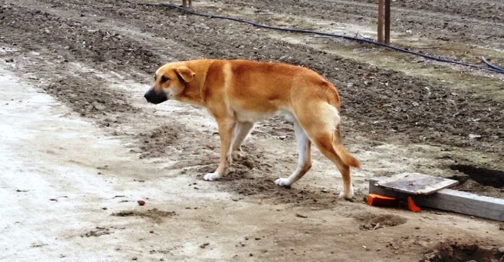 Abandonan a este perro sin compasión y se hace viral la contundente carta dirigida a su dueño