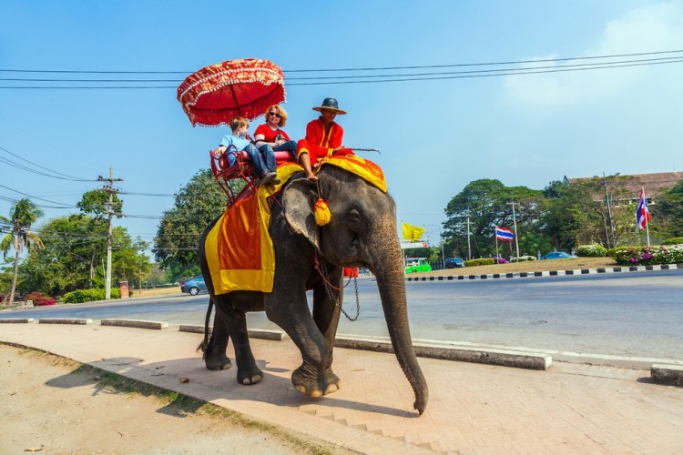 Elefante no montar 1