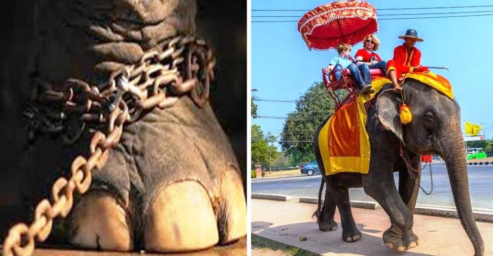 ¿Pagar por pasear sobre un elefante?… Esta historia lo dice todo ¿Pagar por pasear sobre un elefante?… Esta historia lo dice todo