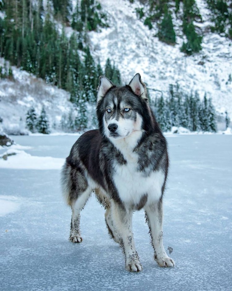 Husky rescatado 10