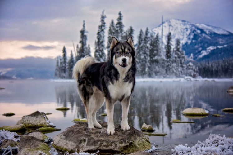 Husky rescatado 13