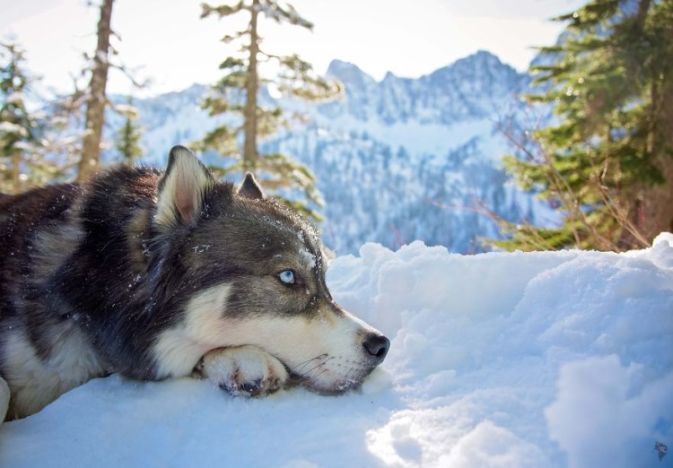 Husky rescatado 18