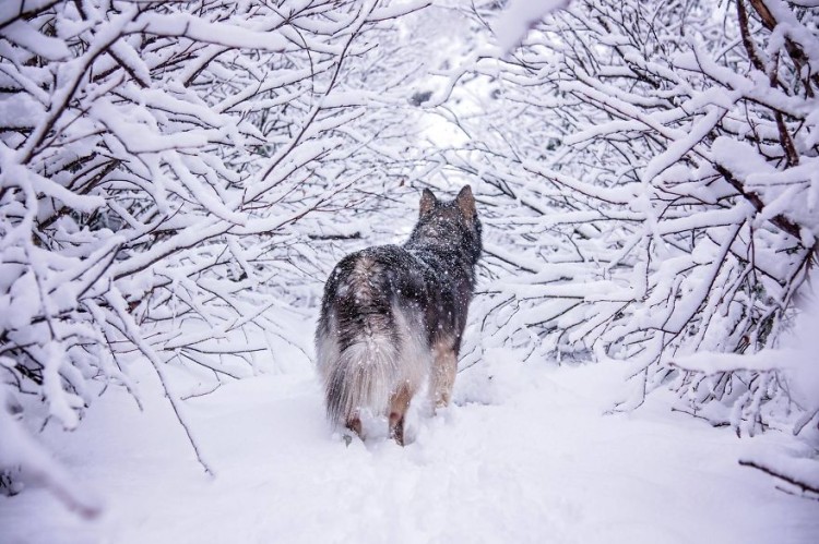 Husky rescatado 23