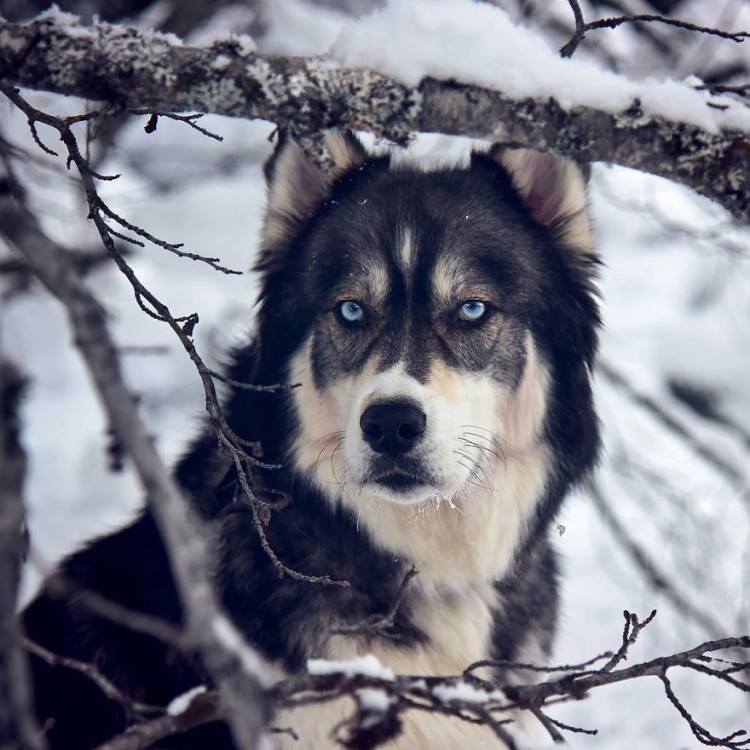 Husky rescatado 8