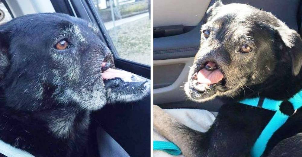 Perrito pierde la nariz de la peor forma después de que los ladrones se vengaran de su traición Perrito pierde la nariz de la peor forma después de que los ladrones se vengaran de su traición