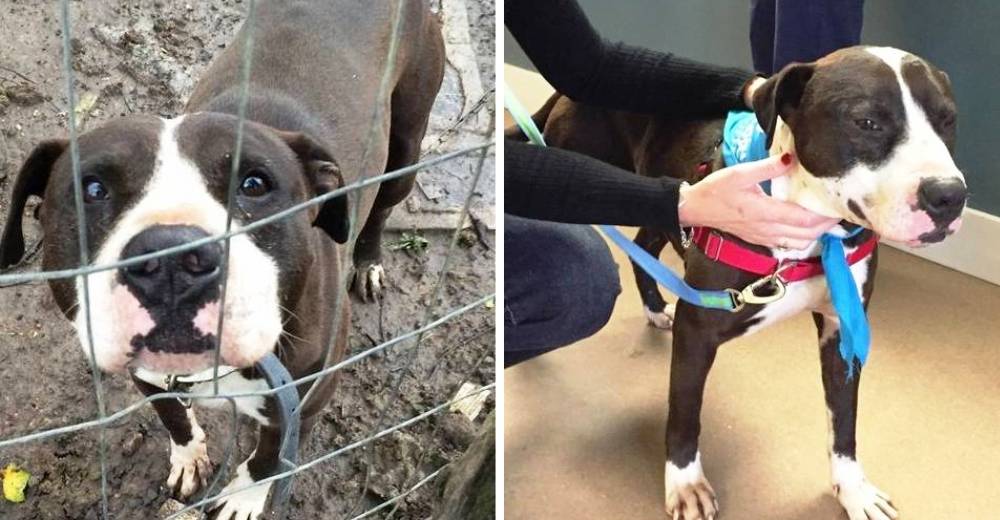 Desgarrador – Este perro tenía una casa pero vivía en completo abandono… Desgarrador – Este perro tenía una casa pero vivía en completo abandono…