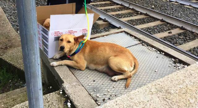 abandonan perra y cachorros 1