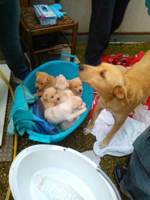 abandonan perra y cachorros 5