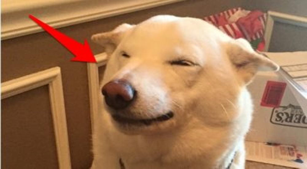 Kinta no puede dejar de sonreír desde que encontró un nuevo hogar