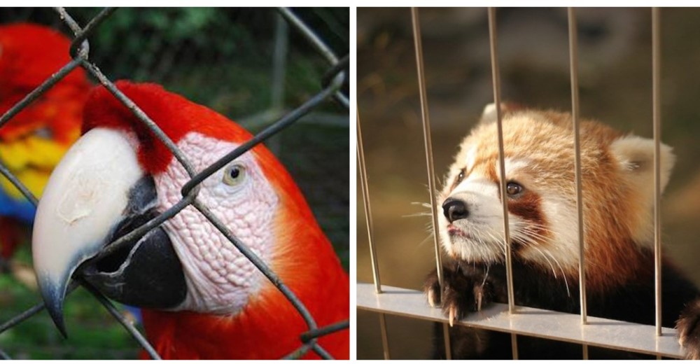 Costa Rica propone el cierre de dos zoológicos… quieren una zona libre de jaulas Costa Rica propone el cierre de dos zoológicos… quieren una zona libre de jaulas