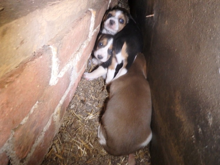 beagle esconde bebes 3