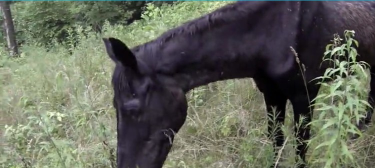 caballo-rescatado-montana1