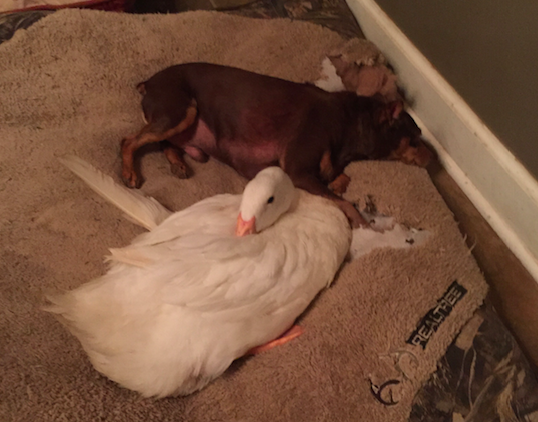 duck-and-dog-adopted 4