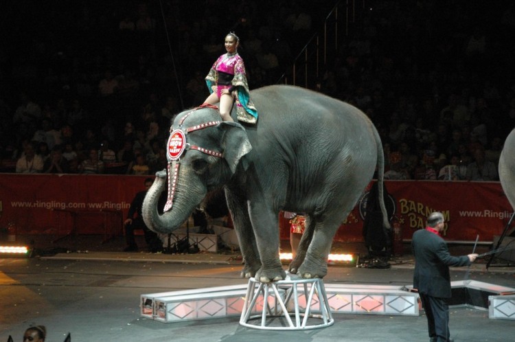 elefante-muere-en-circo1