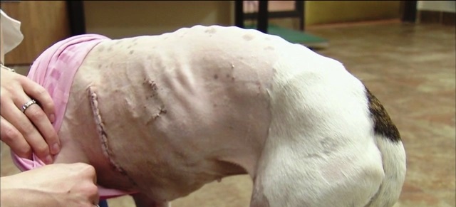 hombre apuñala 9 veces a perro 1
