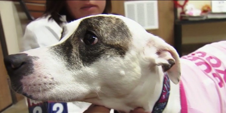 hombre apuñala 9 veces a perro 2