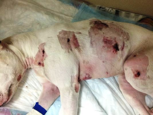 hombre apuñala 9 veces a perro 4