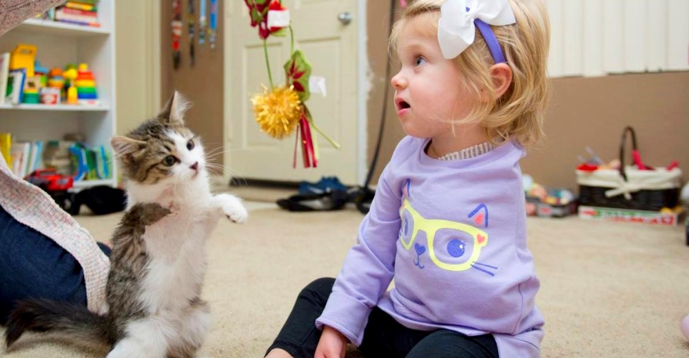 Una niña que perdió un brazo adopta a un gatito al que también le falta una extremidad