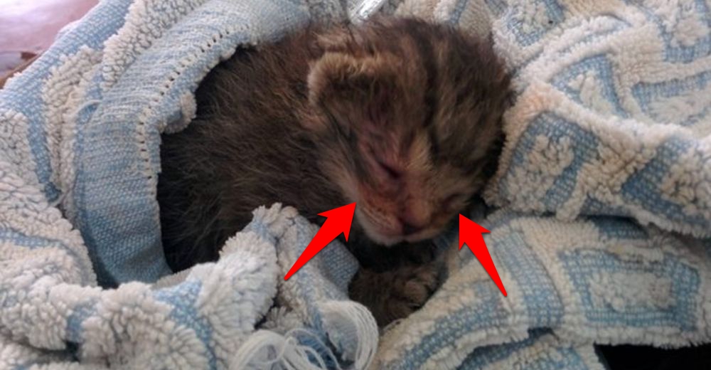 Pareja encuentra una gatita recién nacida sufriendo frente a su casa, tenía los minutos contados