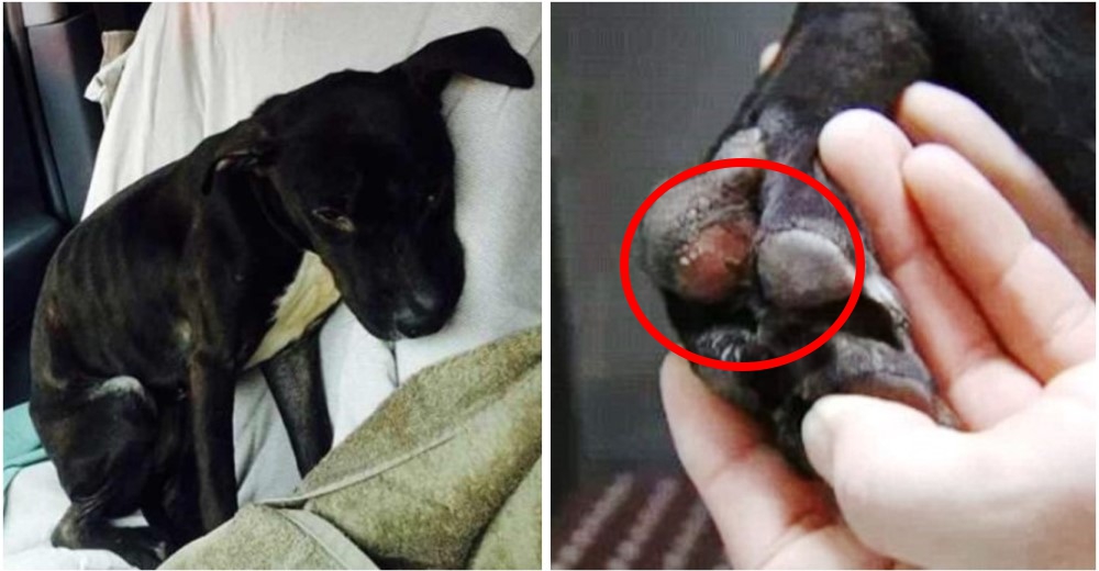 Ella salvó la vida de una perrita atada a un árbol – Sus patas sangraban por el frío Ella salvó la vida de una perrita atada a un árbol – Sus patas sangraban por el frío